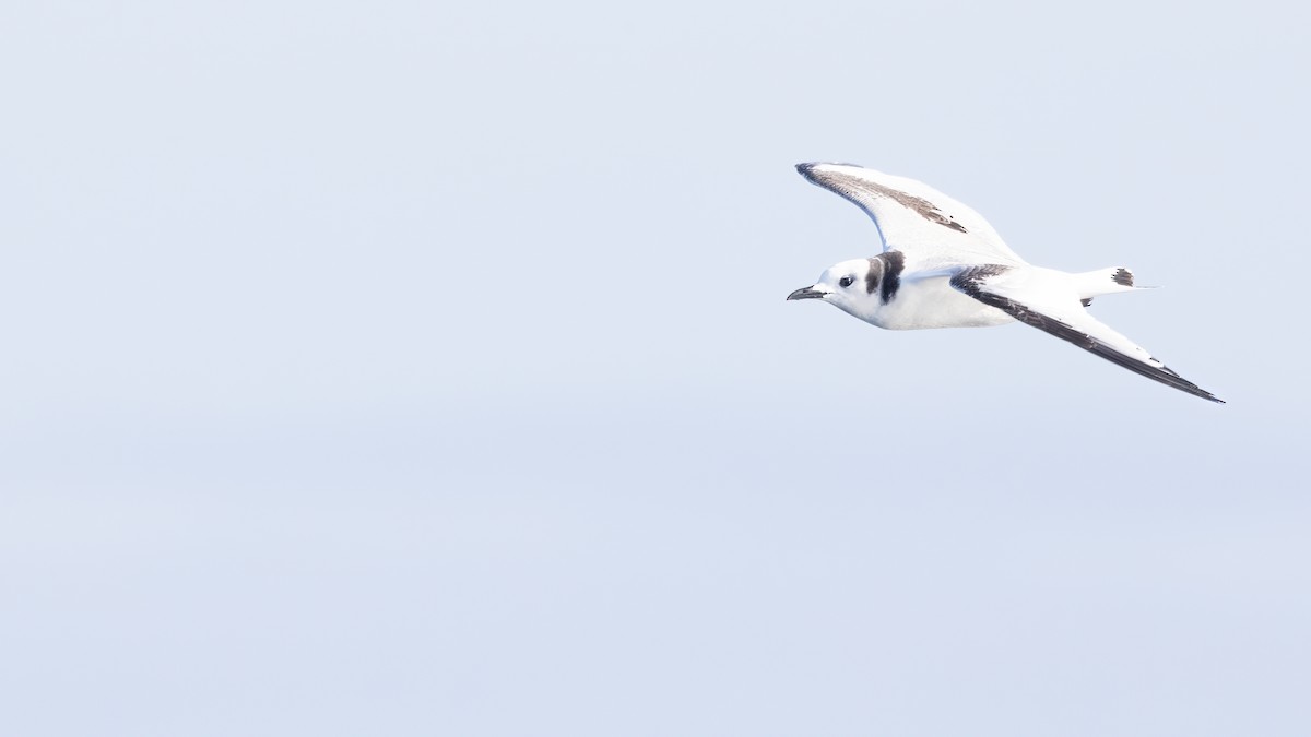 Black-legged Kittiwake - ML609593475