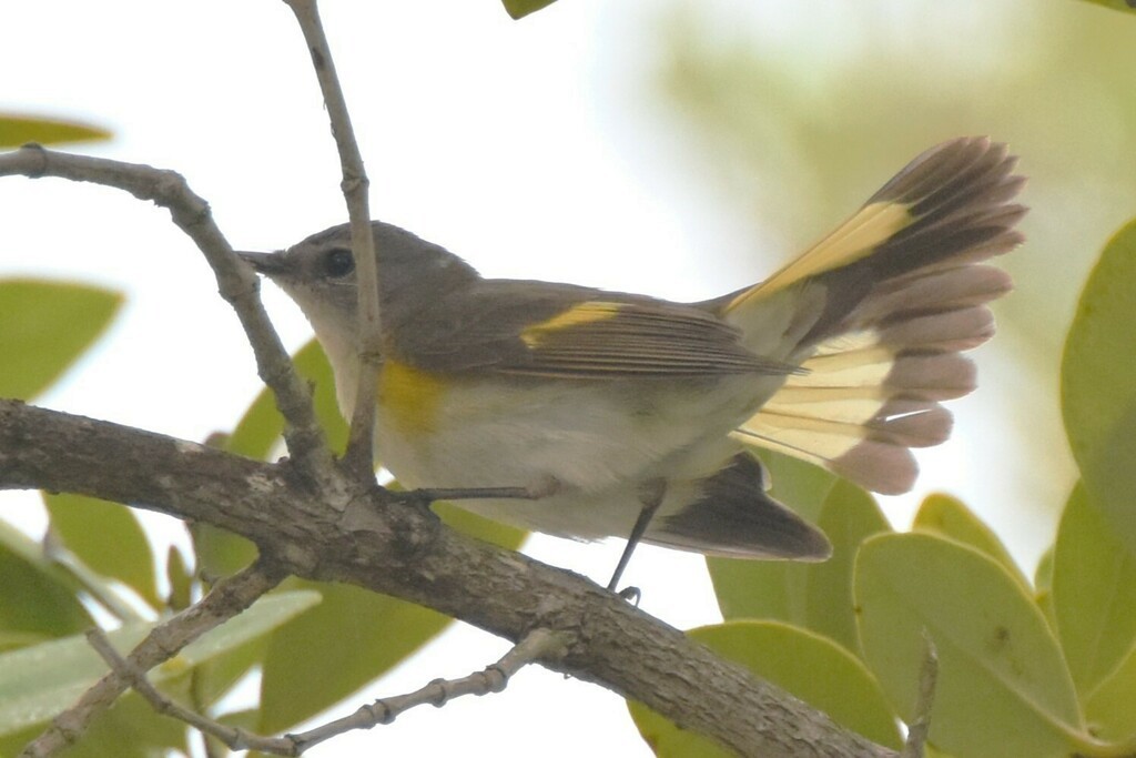 American Redstart - ML609593484