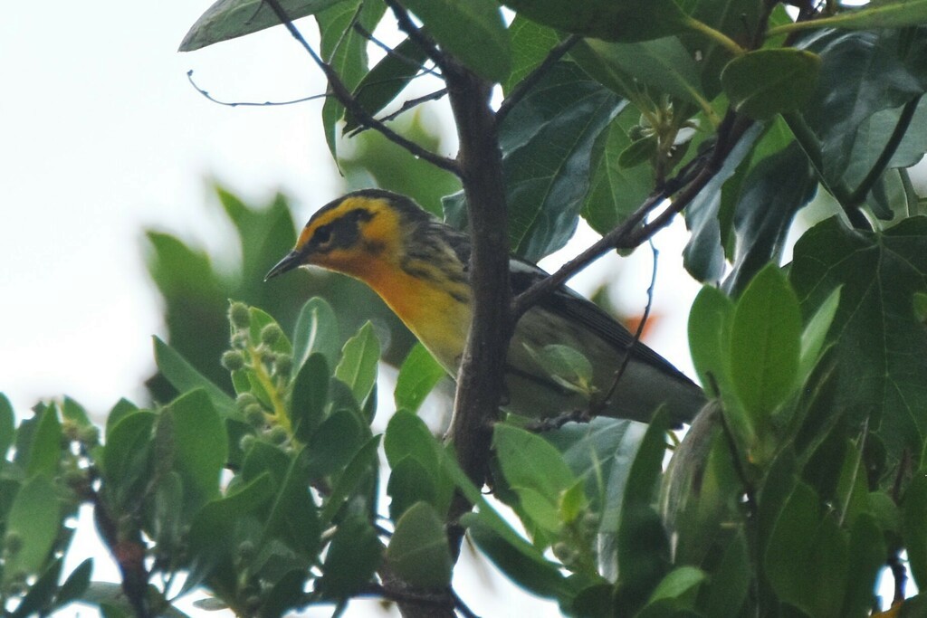 Blackburnian Warbler - ML609593486