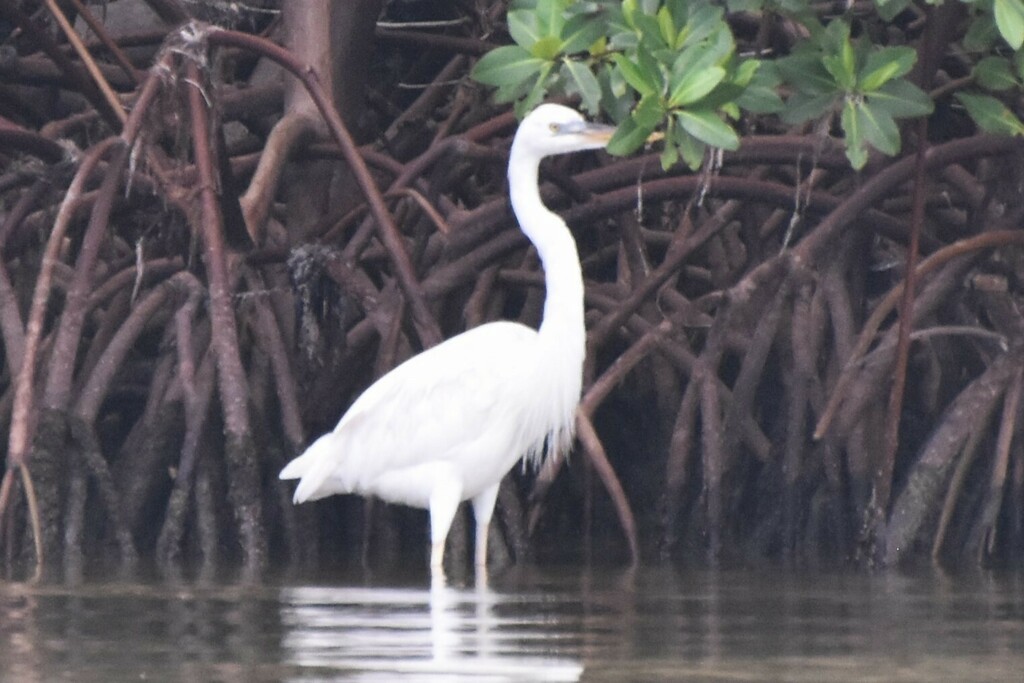 Great Blue Heron (Great White) - ML609593487