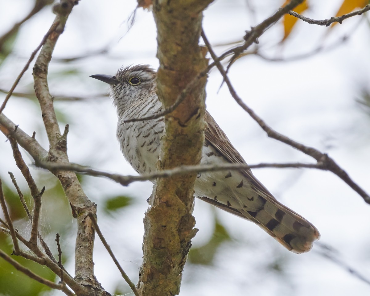 Little Bronze-Cuckoo - ML609593489
