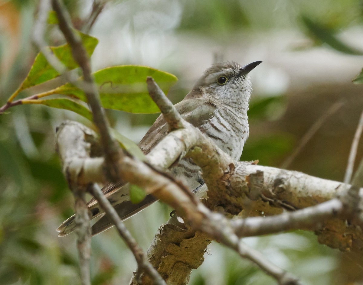 Little Bronze-Cuckoo - ML609593492