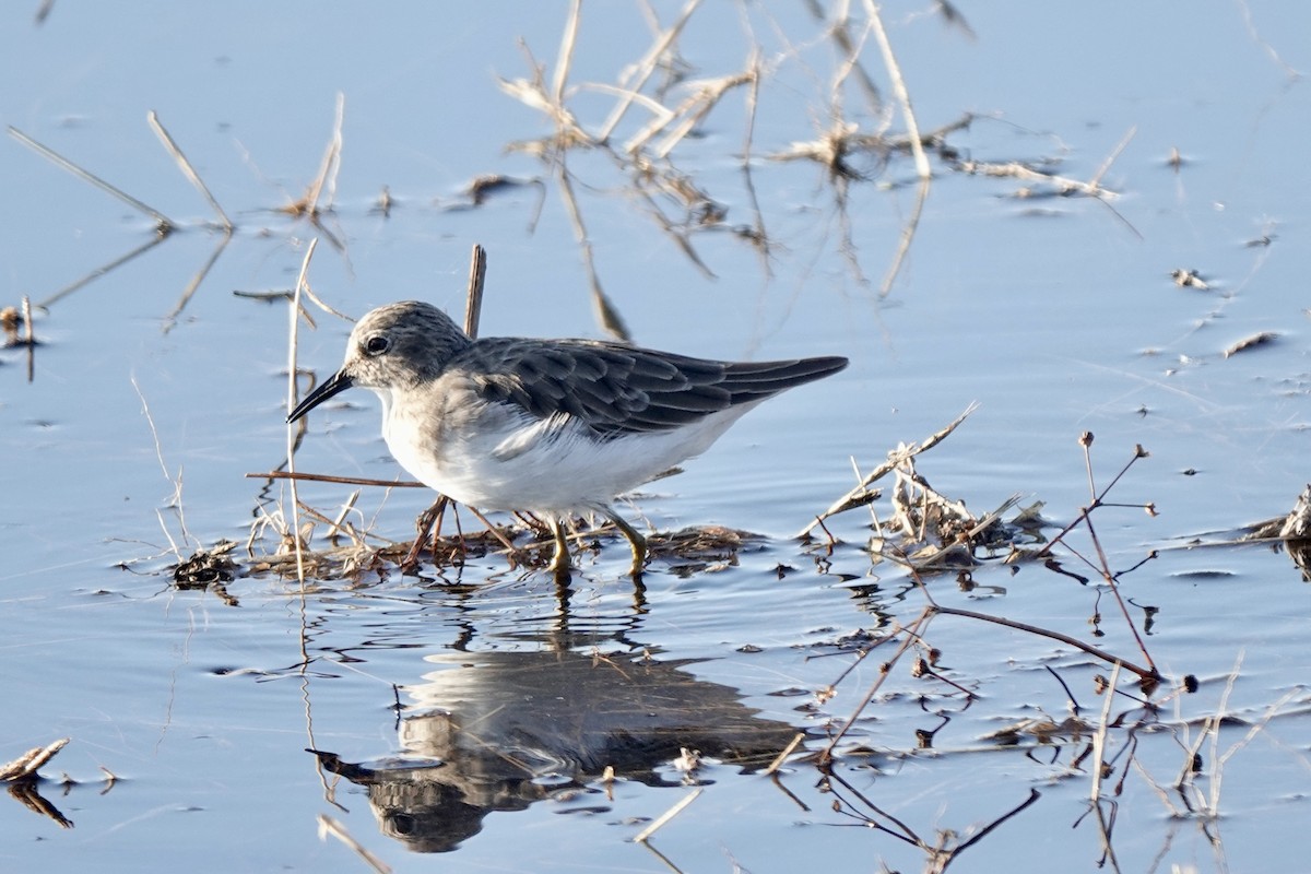 Least Sandpiper - Bob Greenleaf