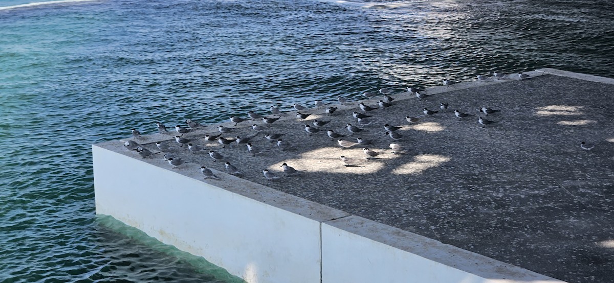 White-cheeked Tern - ML609593733