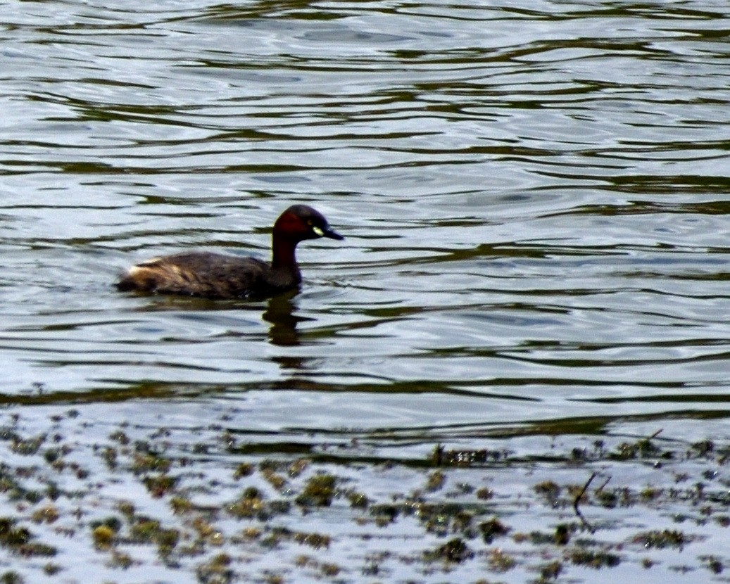 Little Grebe - ML609593791