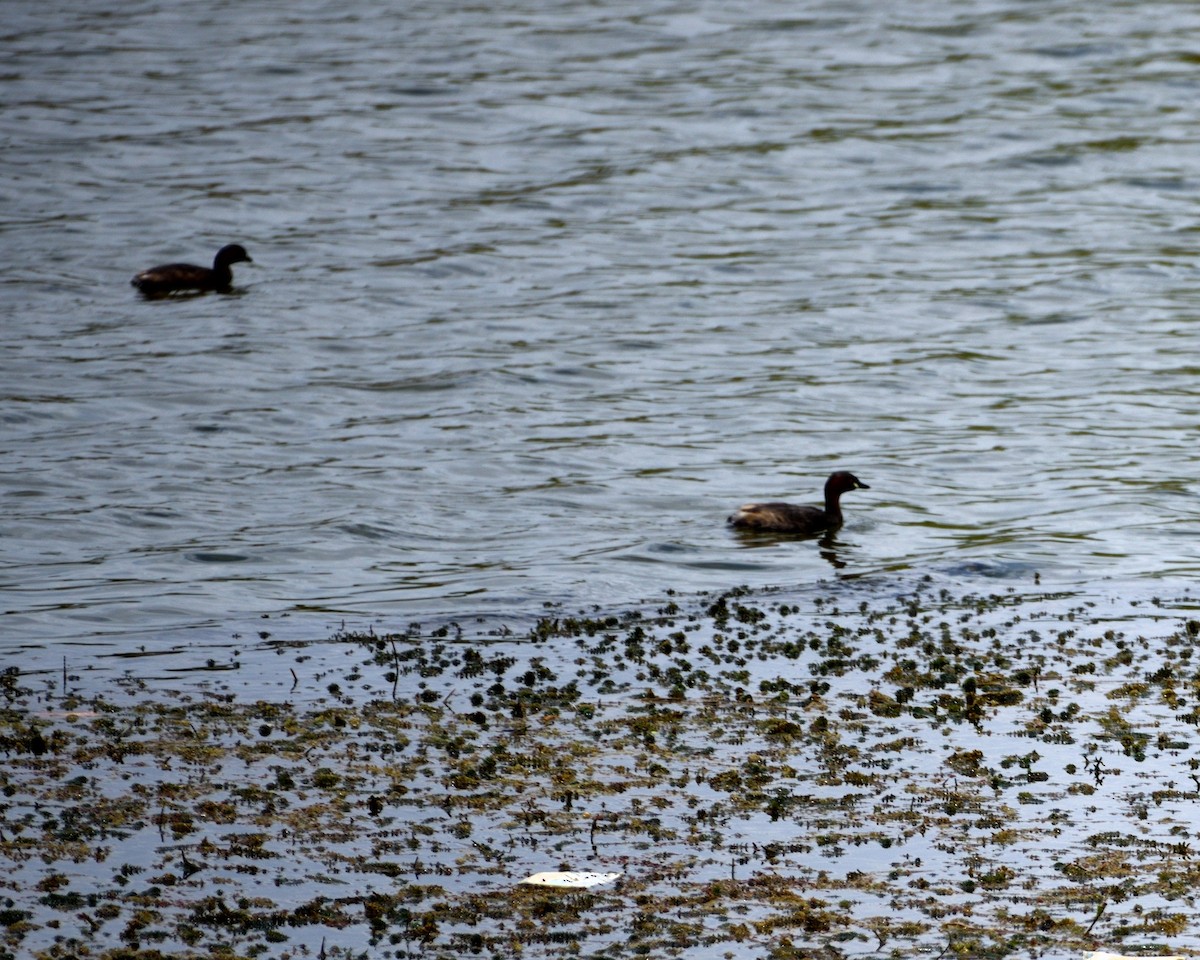 Little Grebe - ML609593792