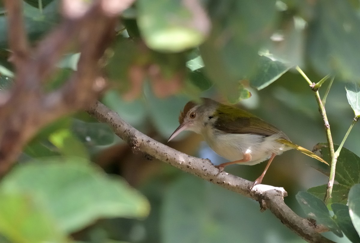 Common Tailorbird - ML609593864