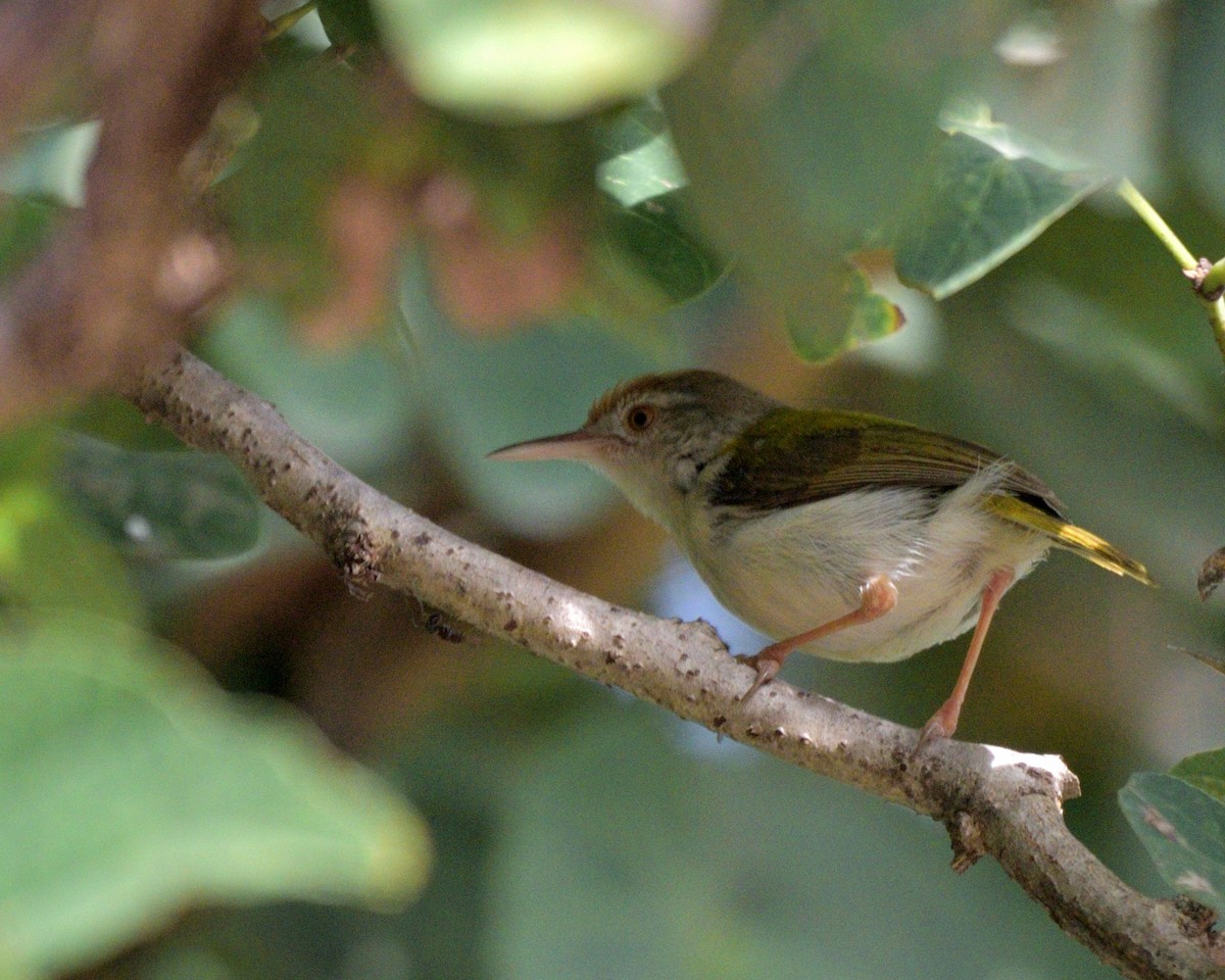 Common Tailorbird - ML609593865