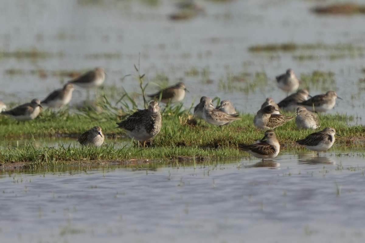 Graubrust-Strandläufer - ML609593871