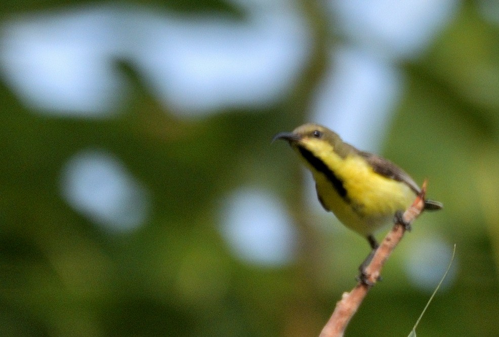 Purple-rumped Sunbird - ML609593901
