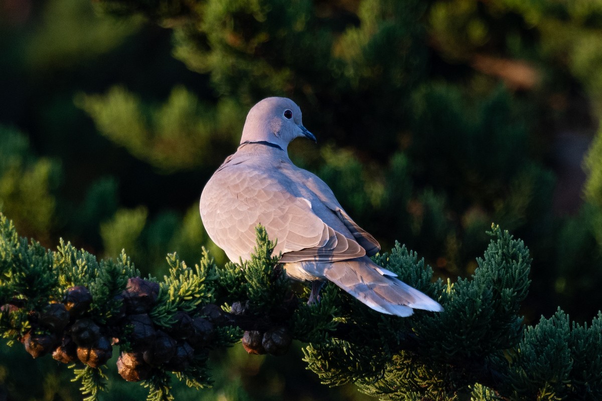 Eurasian Collared-Dove - ML609594098