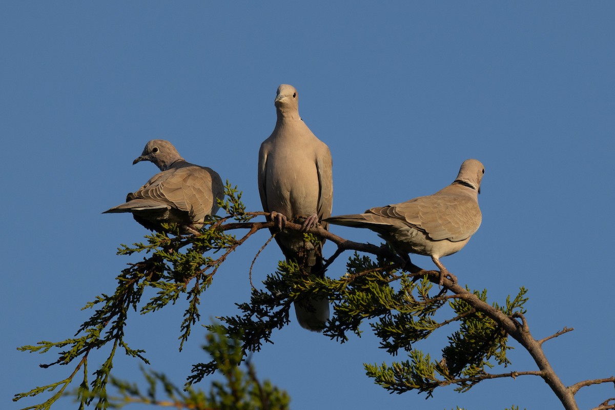 Eurasian Collared-Dove - ML609594099