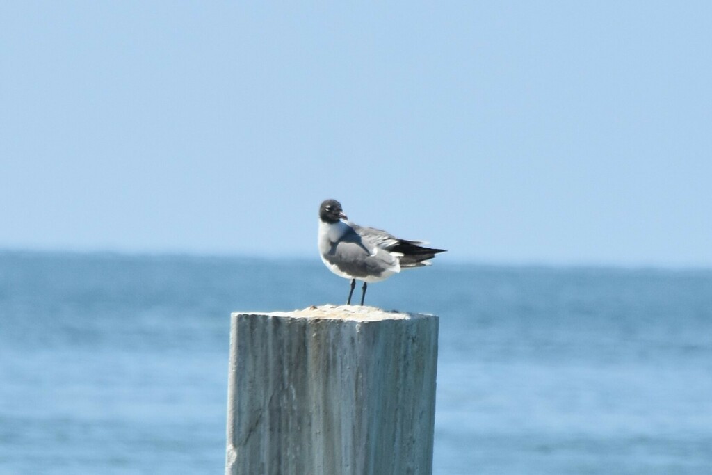 Laughing Gull - ML609594124