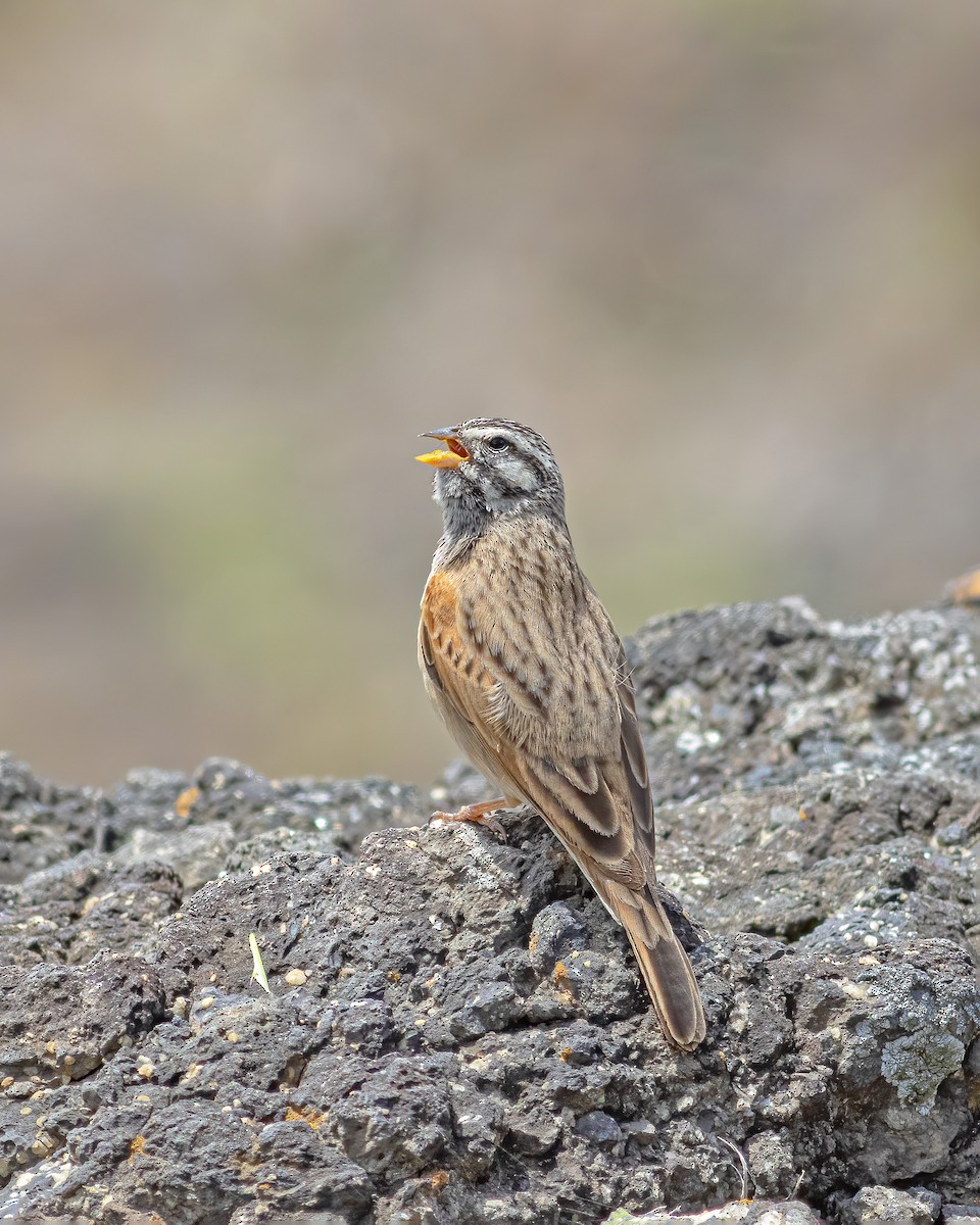 Striolated Bunting - ML609594169