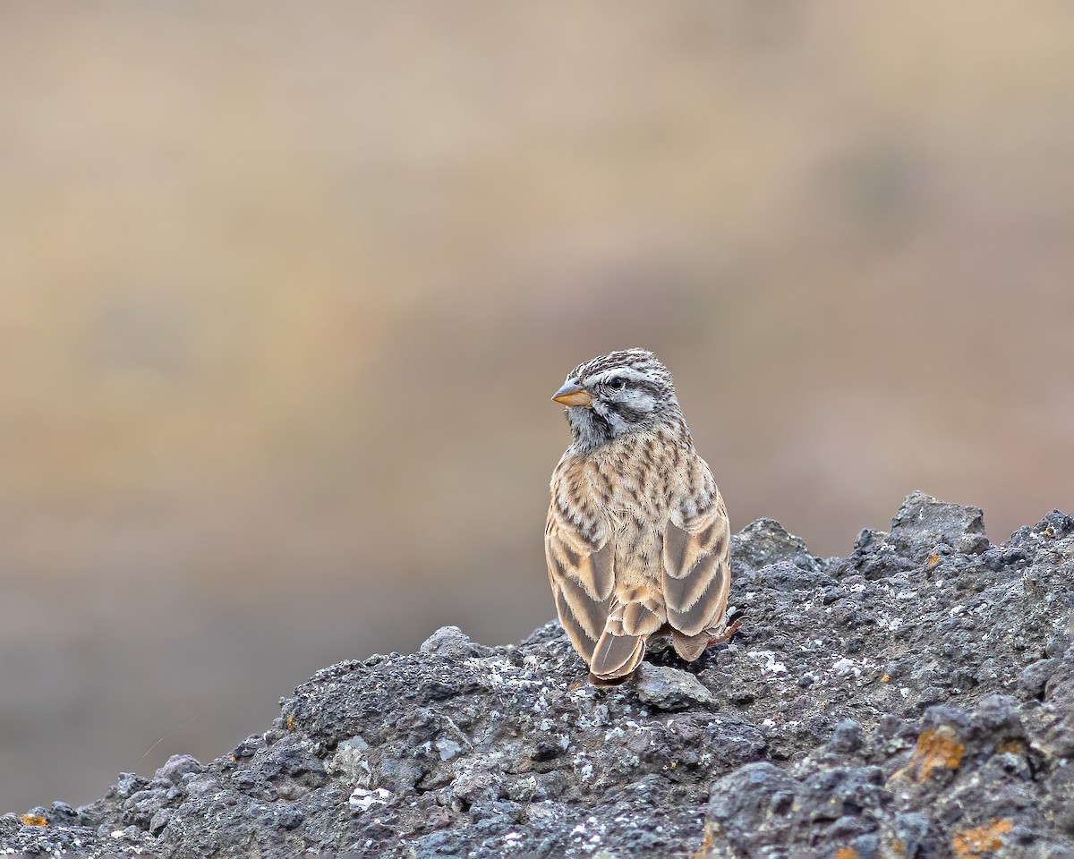 Striolated Bunting - Ameya Mundle