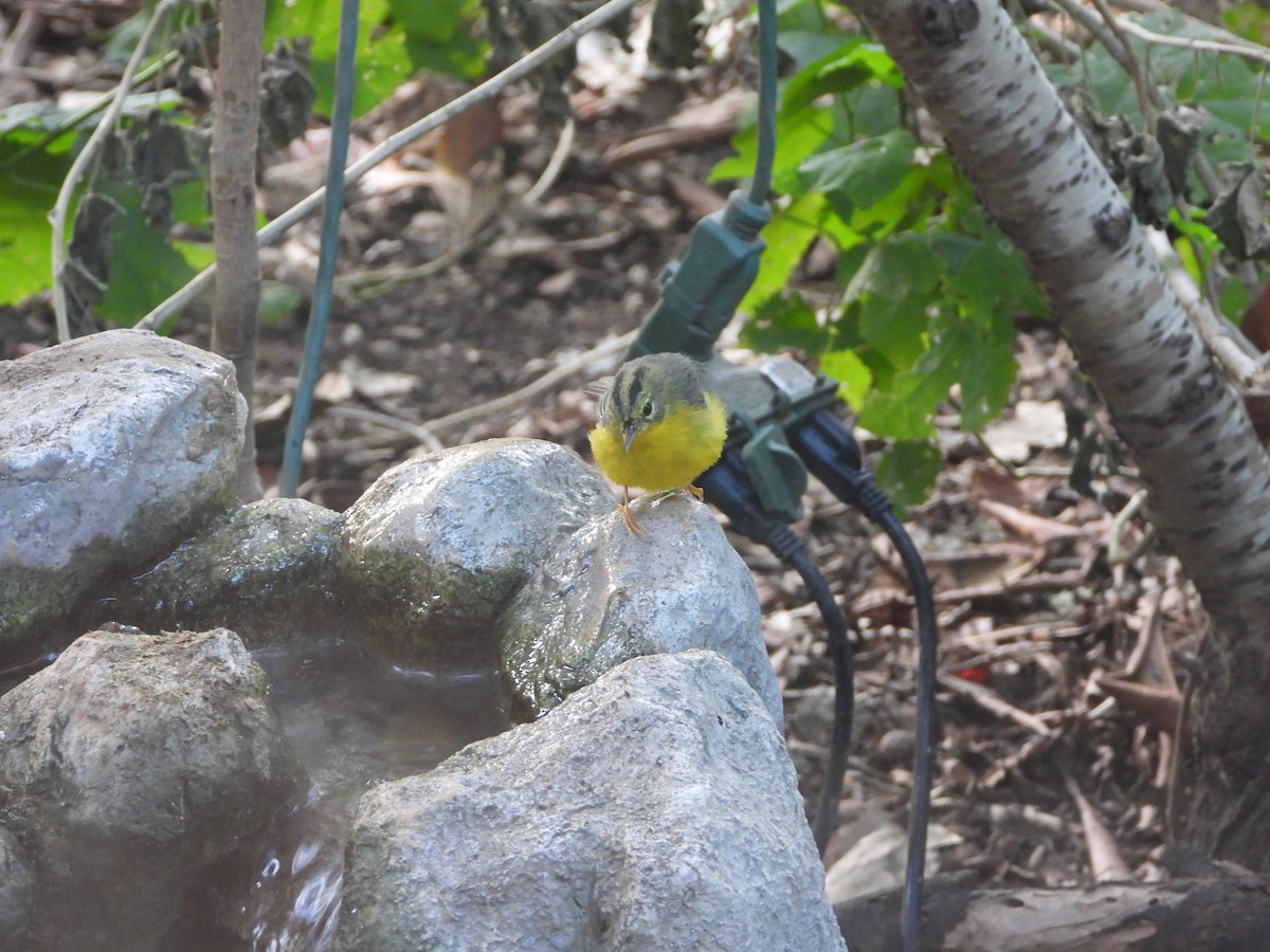 Golden-crowned Warbler - ML609594207