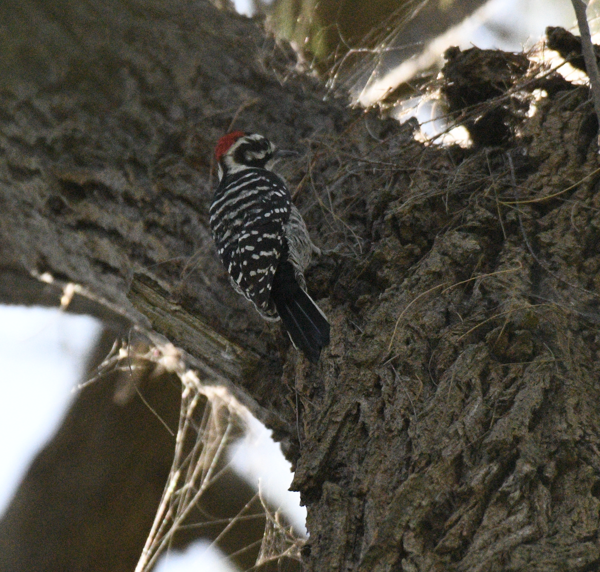 Nuttall's Woodpecker - ML609594274