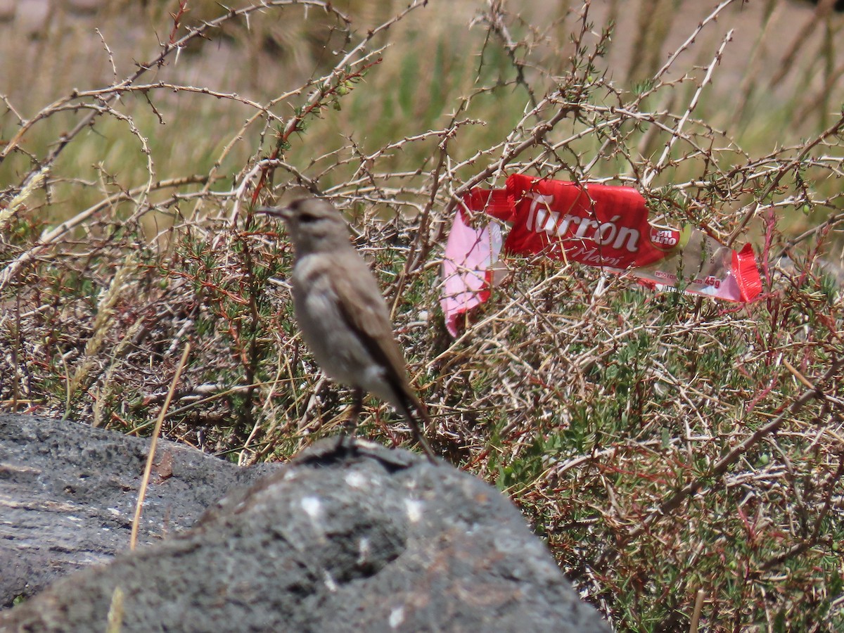 Black-fronted Ground-Tyrant - Nelson Contardo