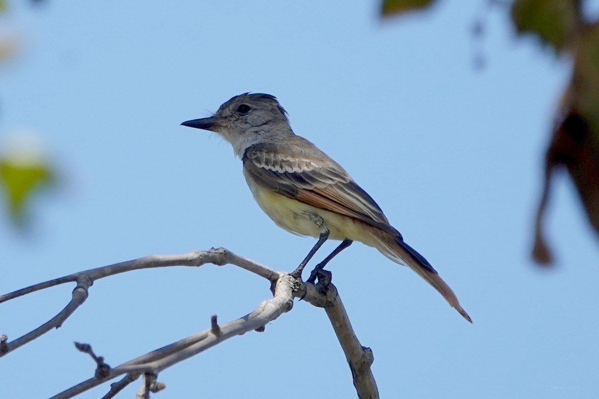 Ash-throated Flycatcher - Steve Neely