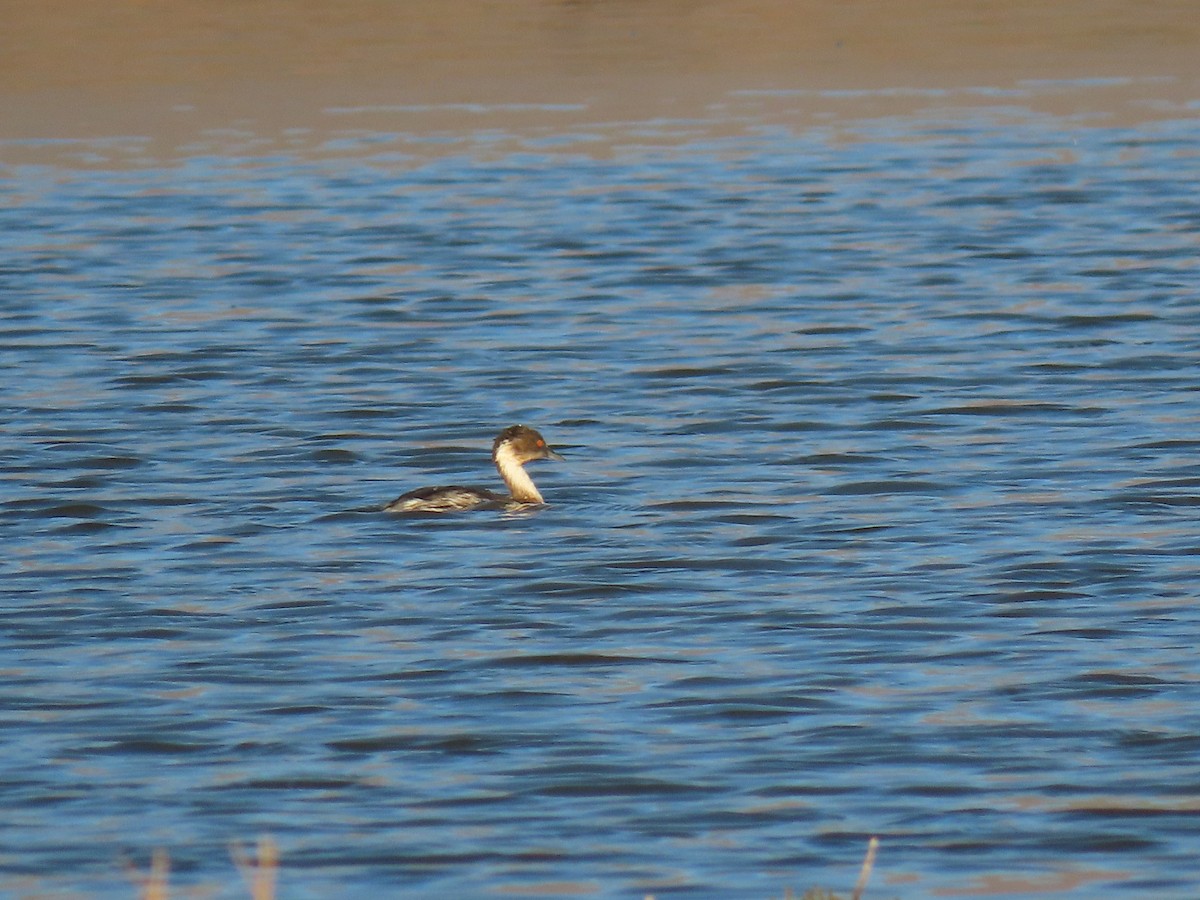 Silvery Grebe - ML609594352