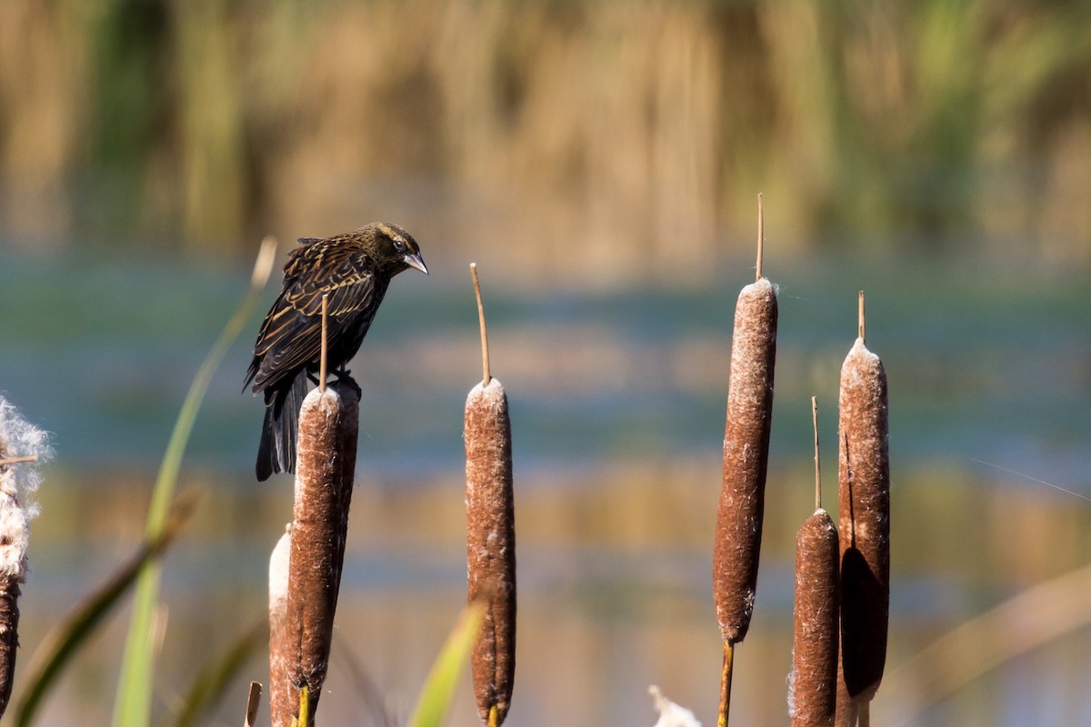 Red-winged Blackbird - ML609594398