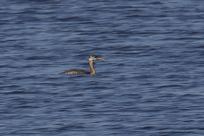 Red-necked Grebe - ML609594429