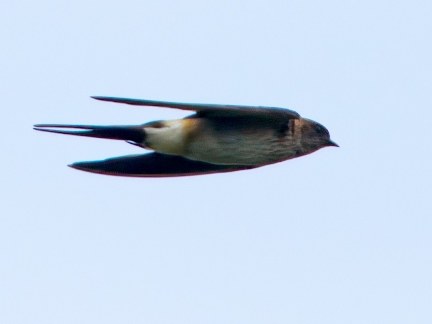 Red-rumped Swallow - ML609594436