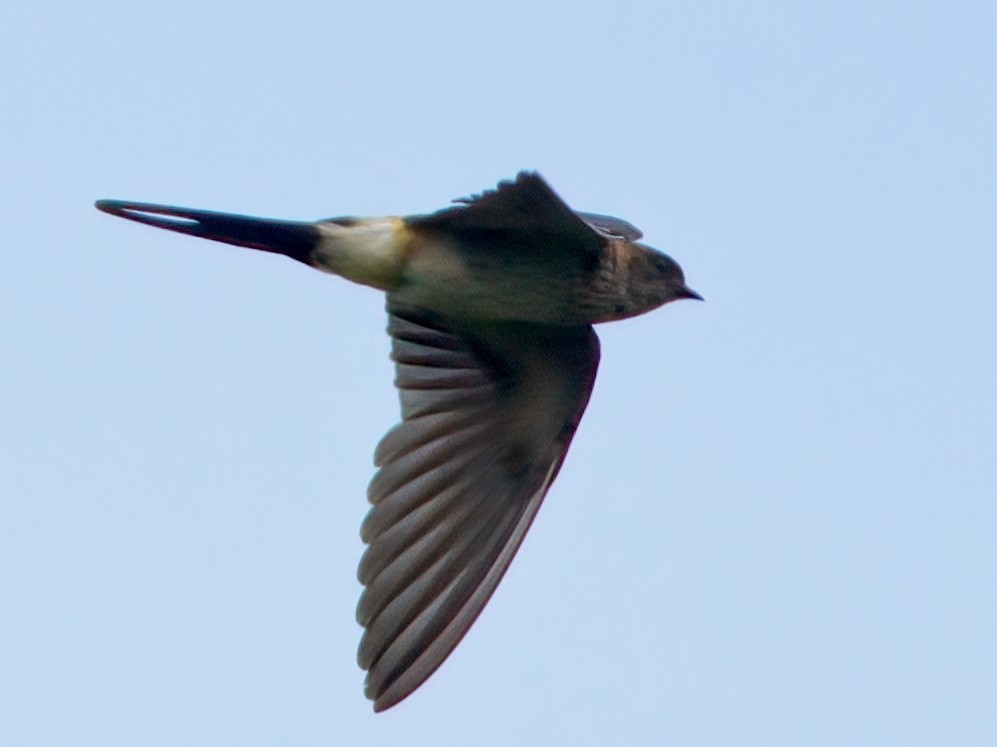 Red-rumped Swallow - ML609594438