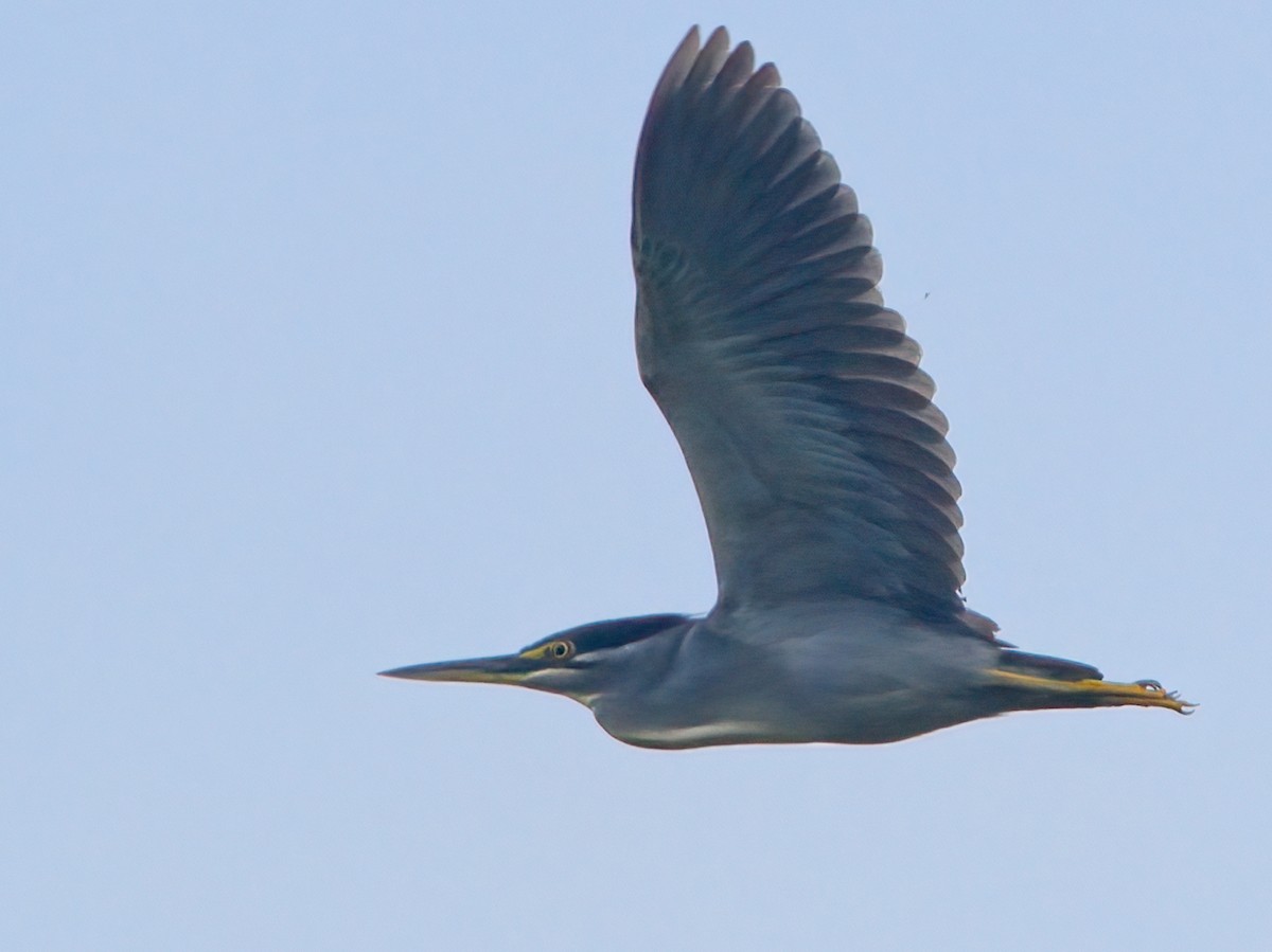 Striated Heron - ML609594450