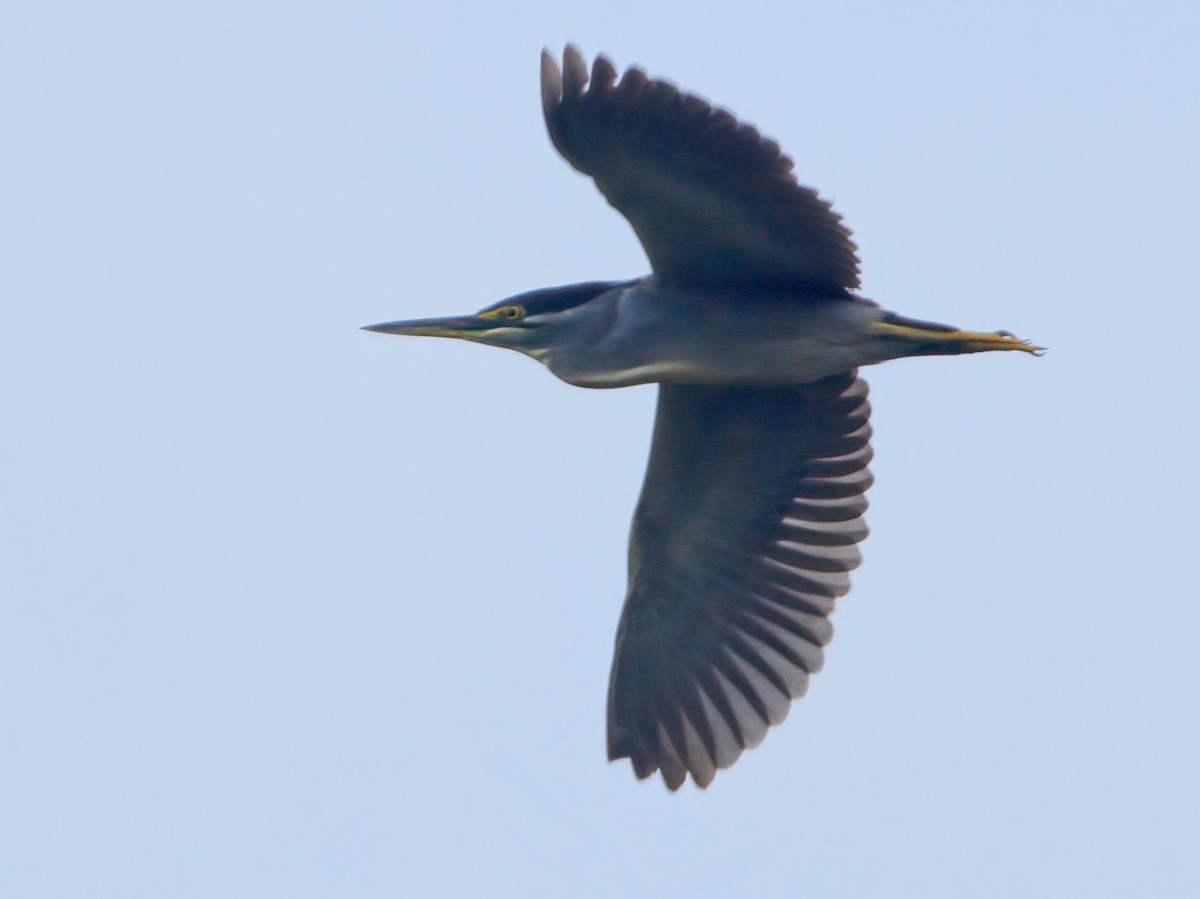 Striated Heron - ML609594451