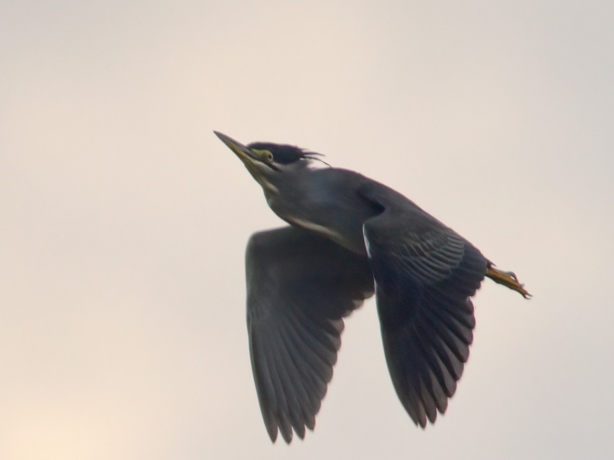 Striated Heron - ML609594459