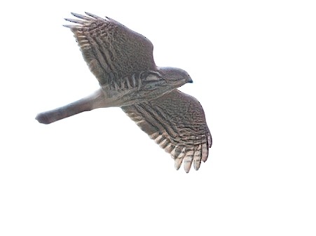 Japanese Sparrowhawk - ML609594462