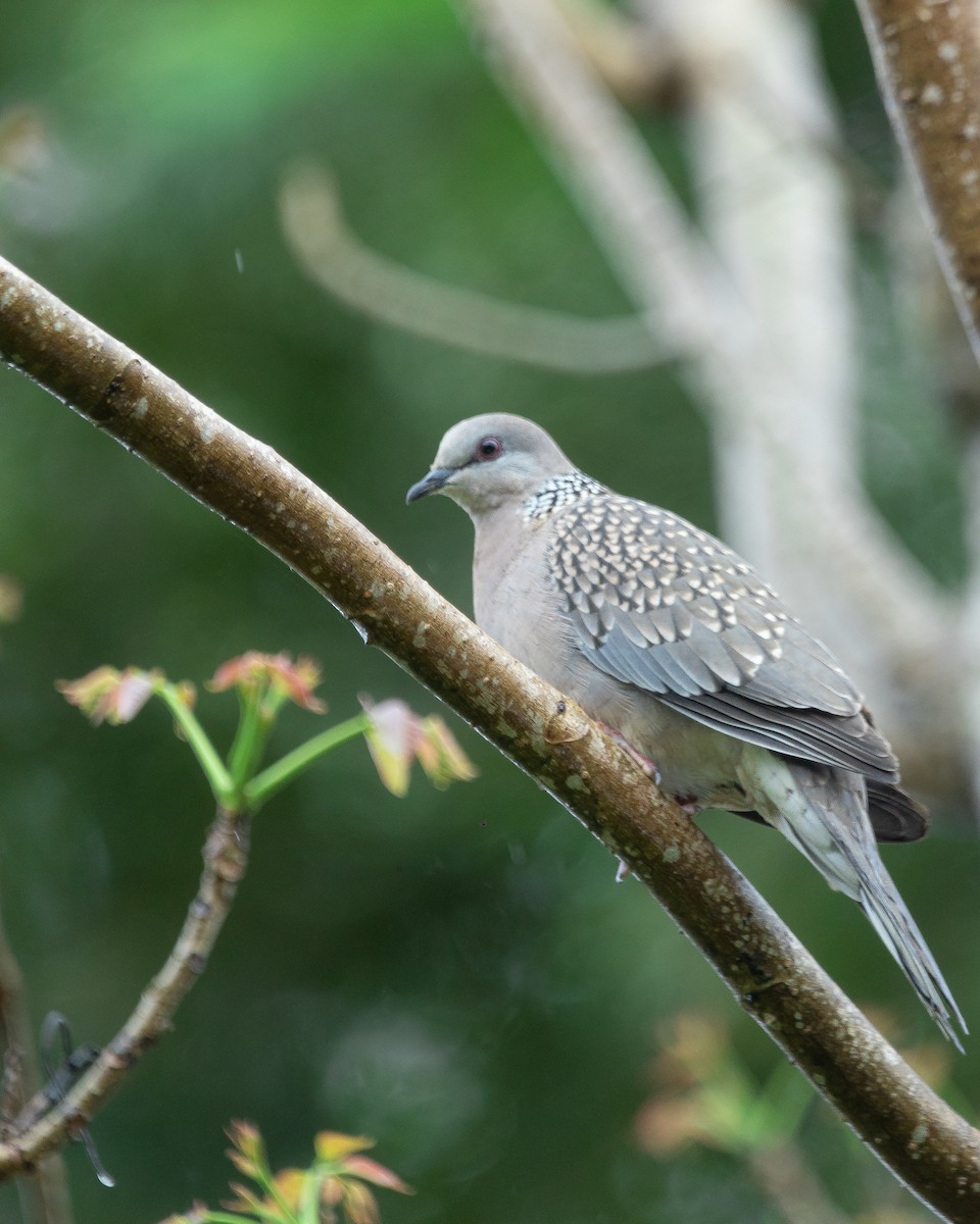 Spotted Dove - ML609594526