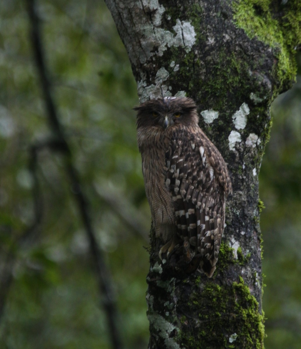 Brown Fish-Owl - ML609594540