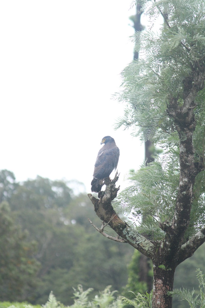 Crested Serpent-Eagle - ML609594605