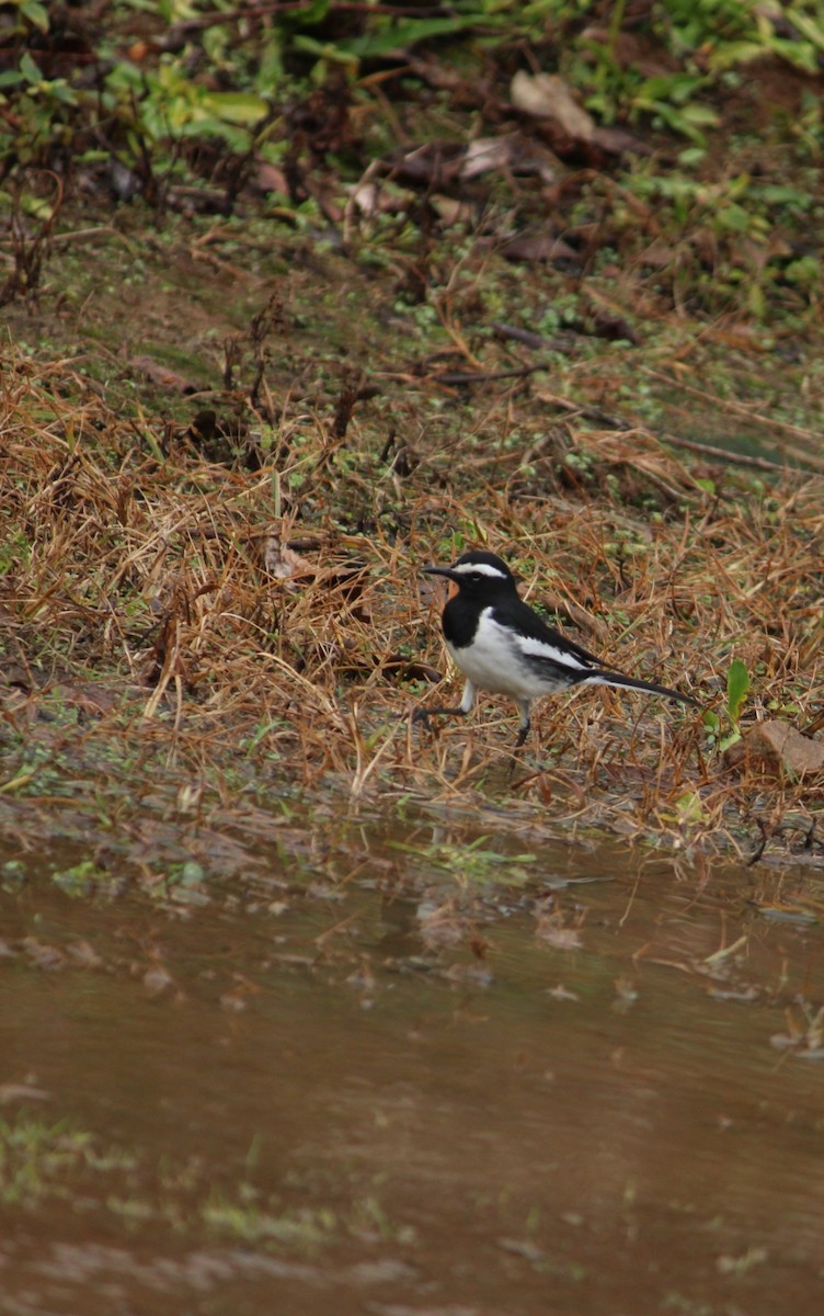 White-browed Wagtail - Vishnu TS