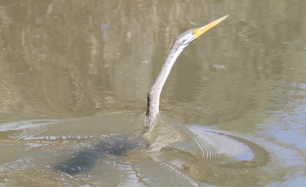 anhinga australská - ML609594645