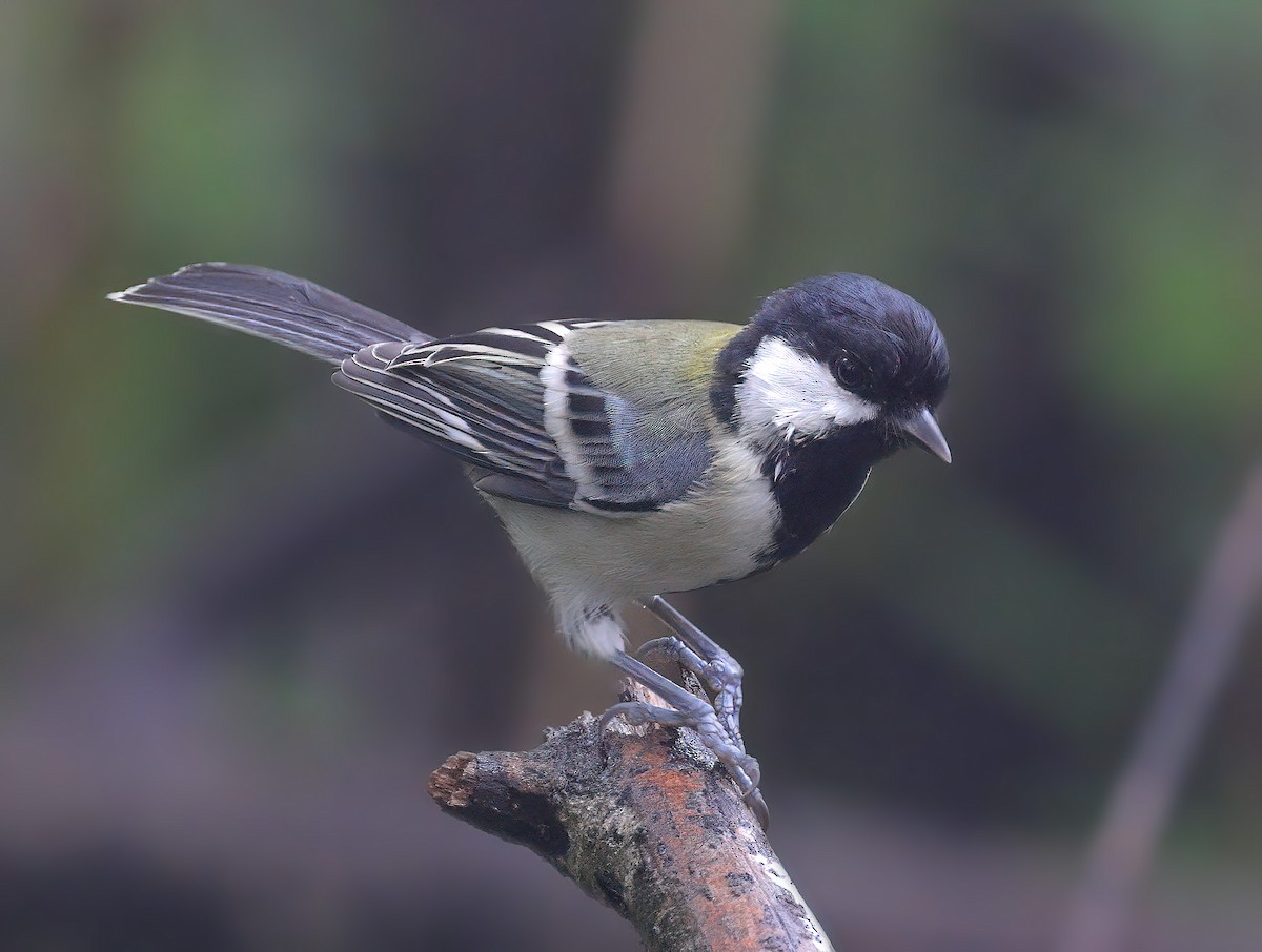 Japanese Tit - sheau torng lim