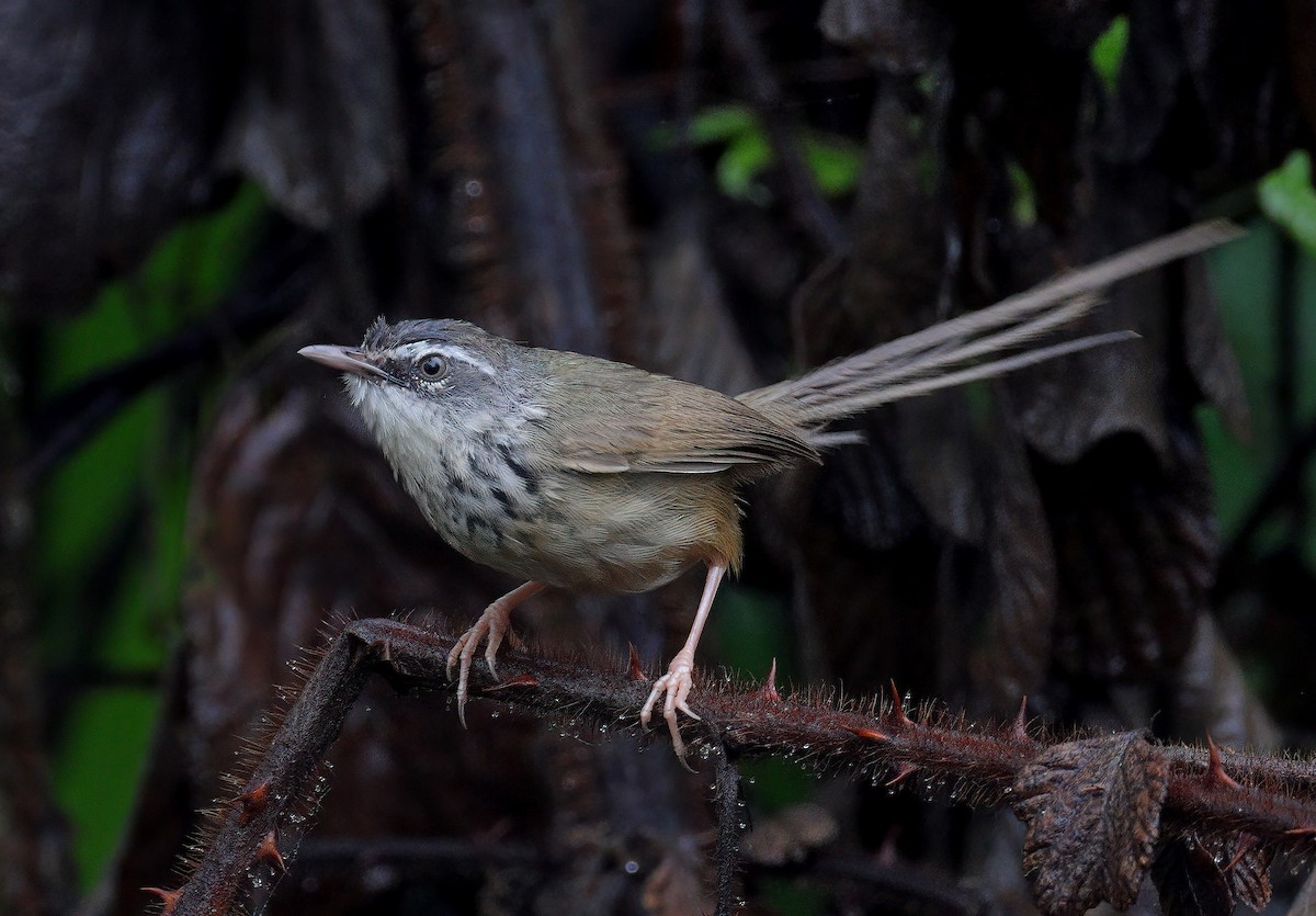 Hill Prinia - sheau torng lim