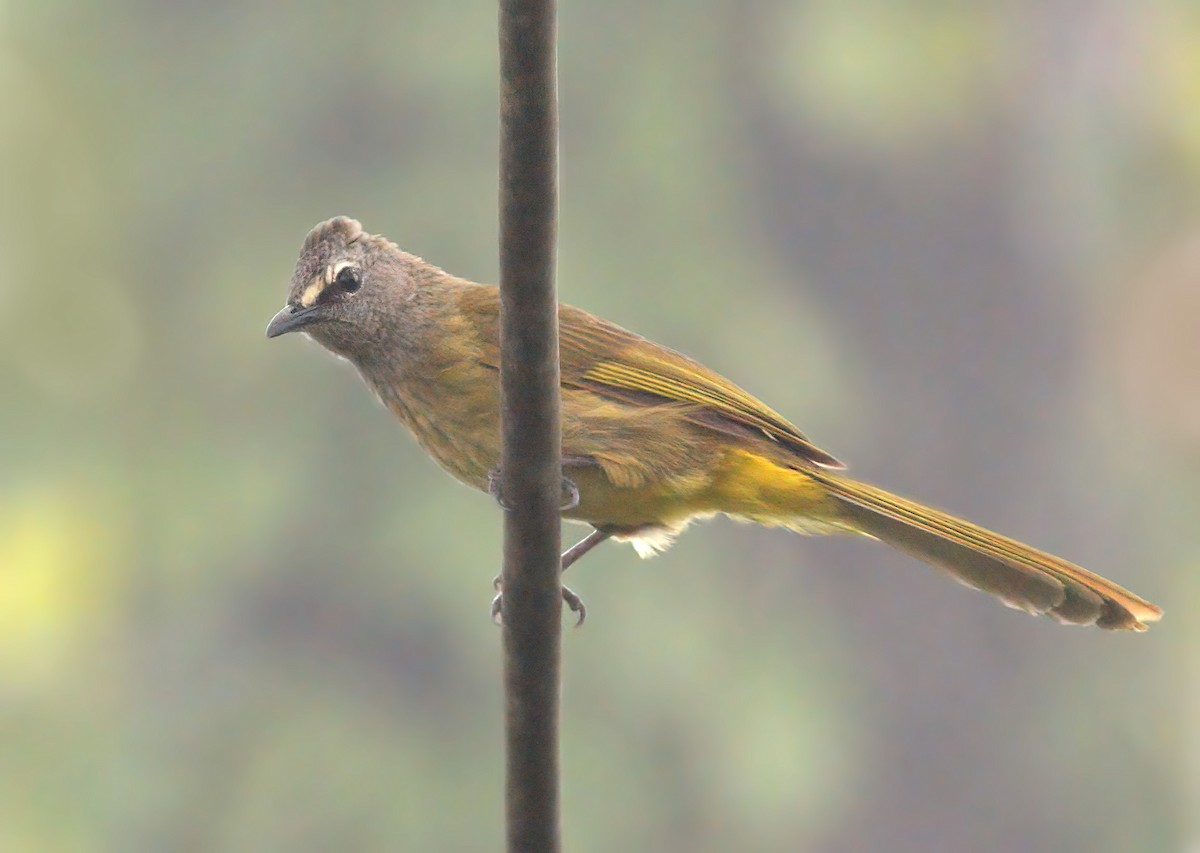 Flavescent Bulbul - sheau torng lim