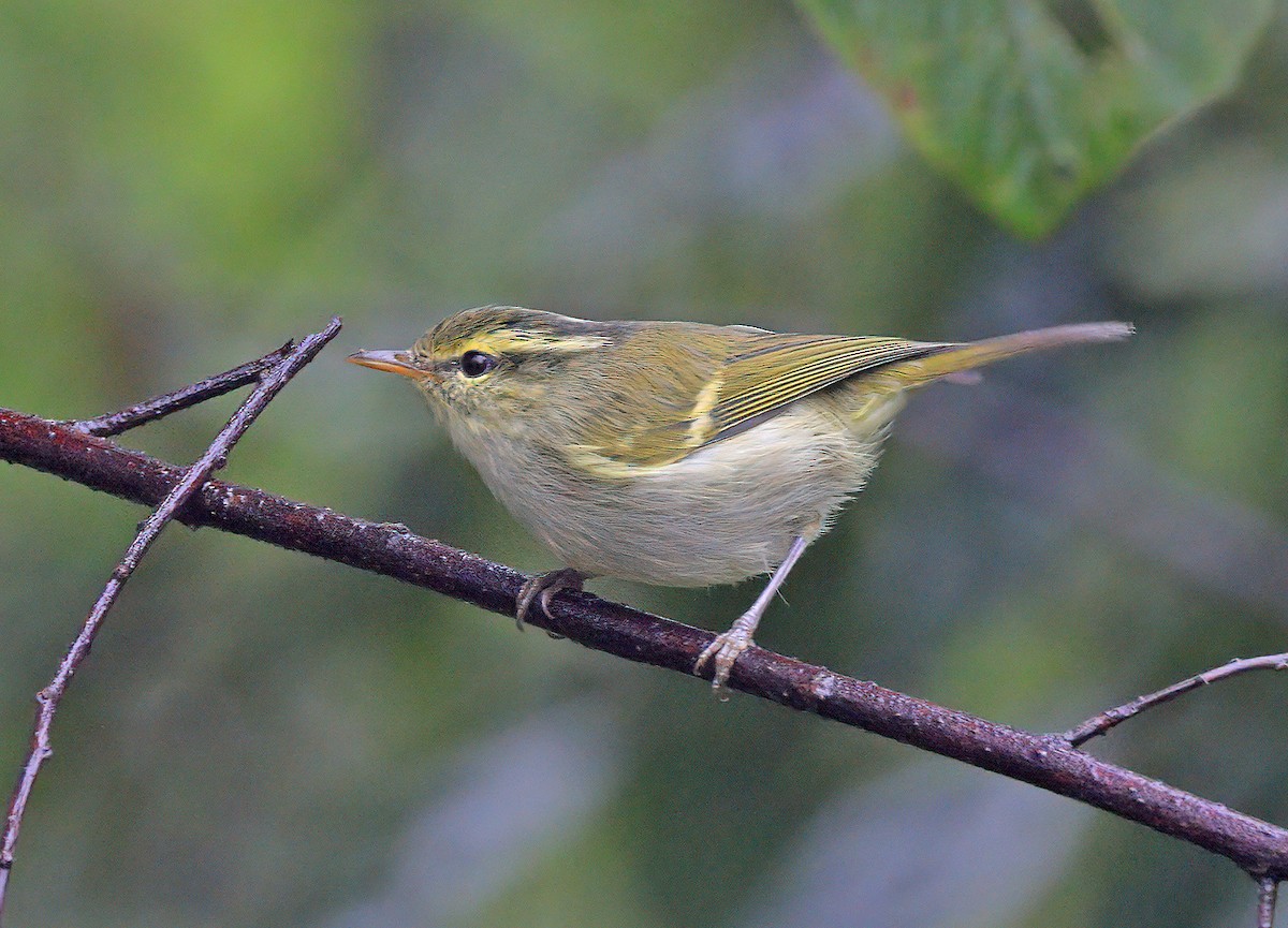 Blyth's Leaf Warbler - sheau torng lim