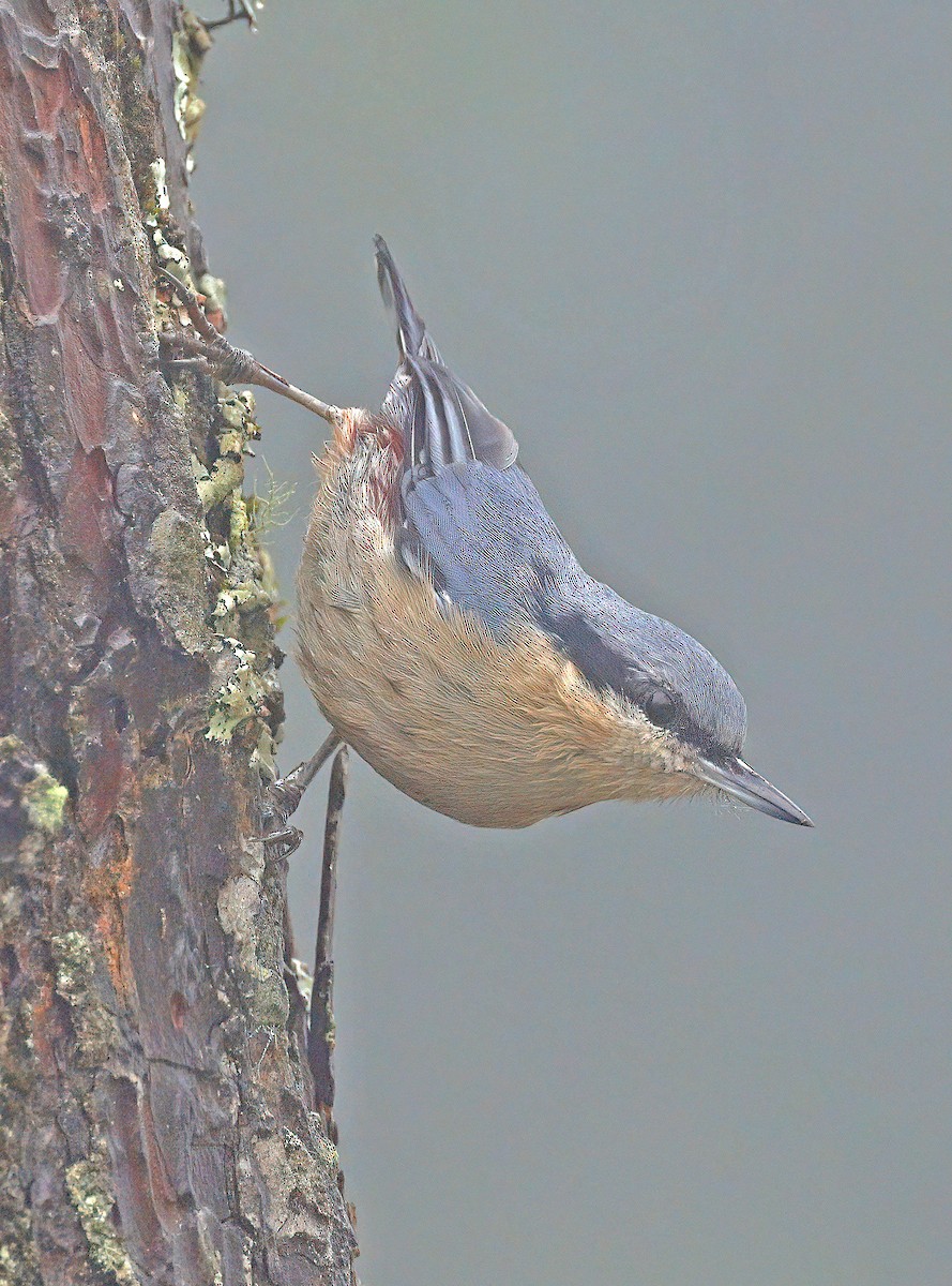 Chestnut-vented Nuthatch - sheau torng lim