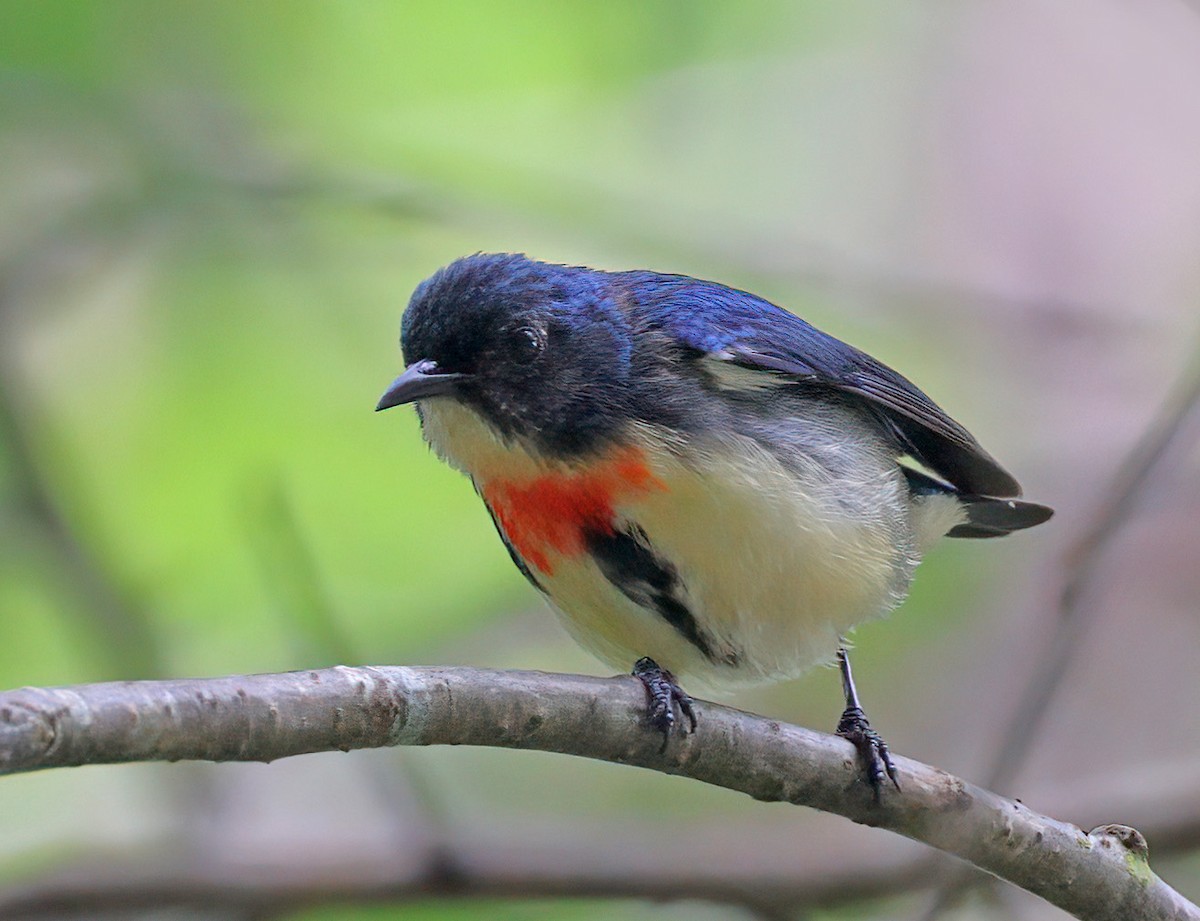 Fire-breasted Flowerpecker - ML609594710