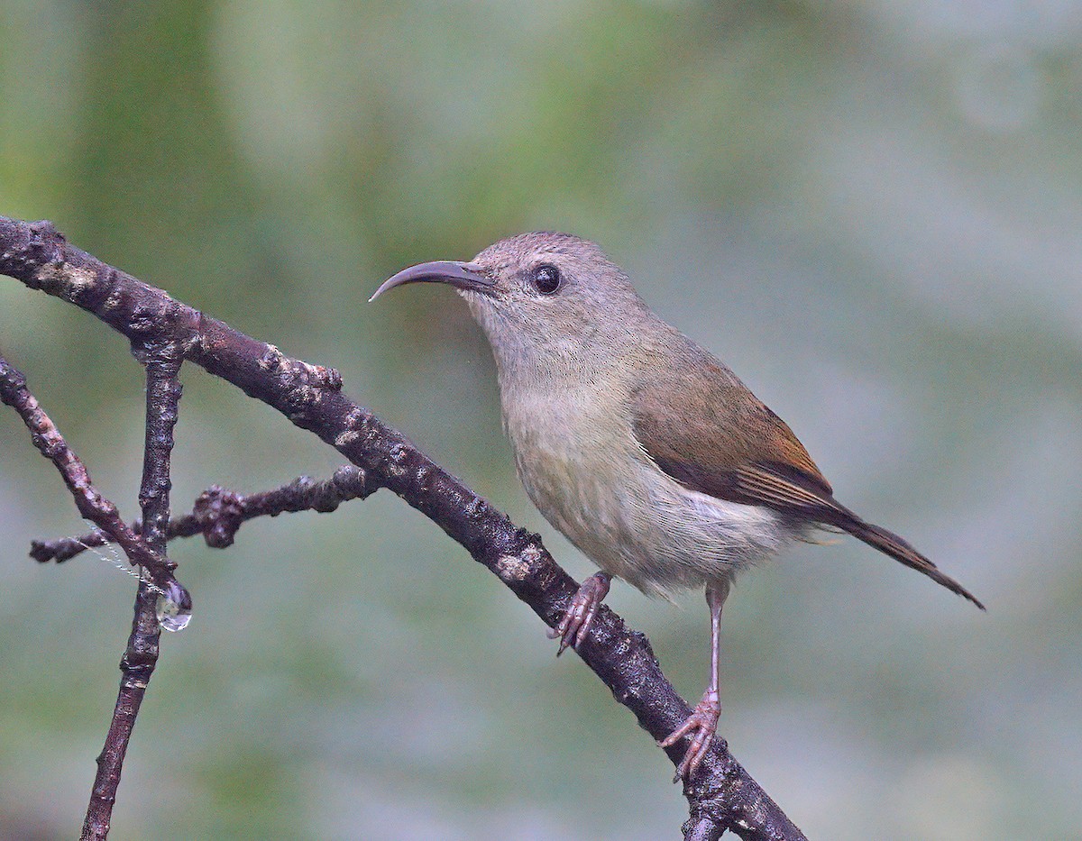 Black-throated Sunbird - sheau torng lim