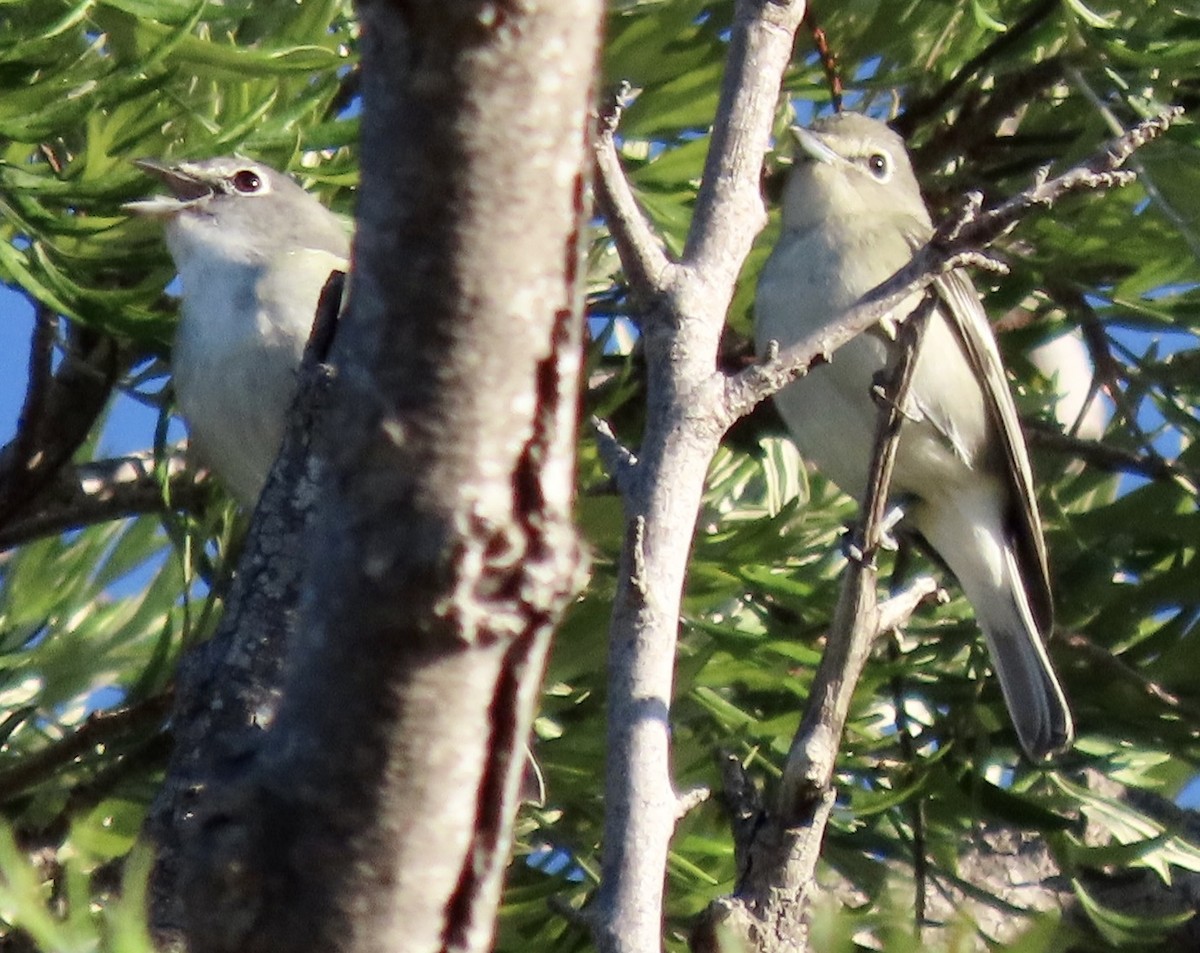 Plumbeous Vireo - ML609594713