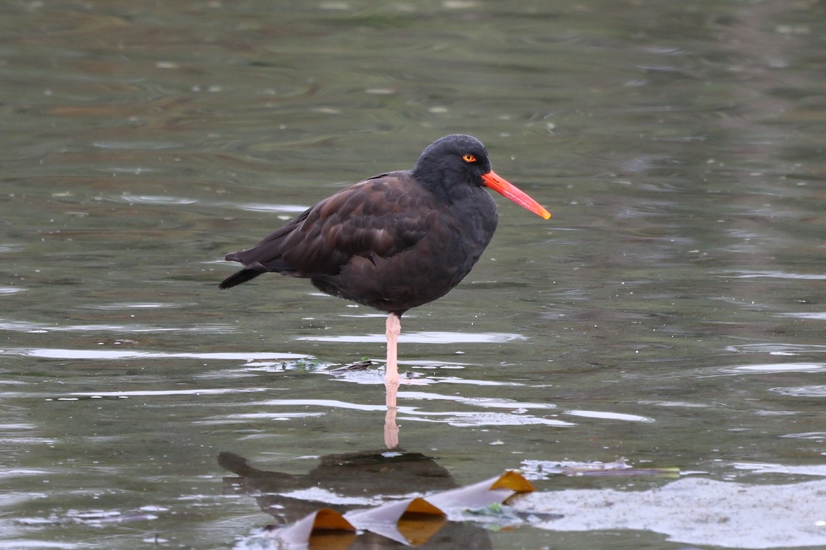 Black Oystercatcher - ML609594778