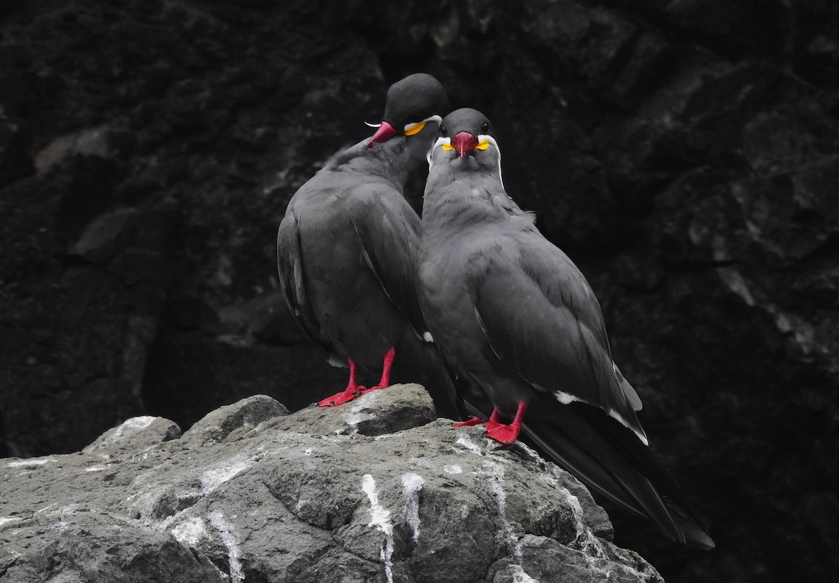 Inca Tern - ML609594783