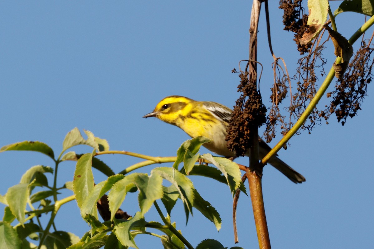 Townsend's Warbler - ML609594855