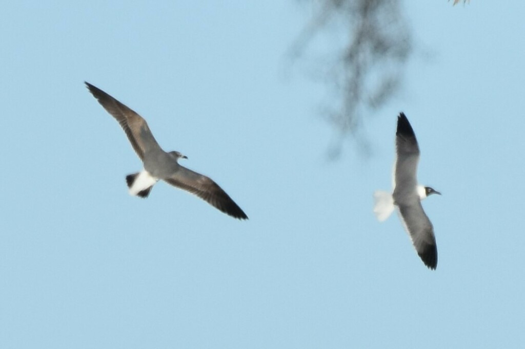 Laughing Gull - ML609594883