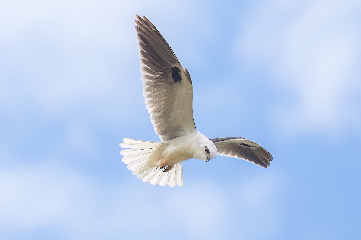 Black-shouldered Kite - ML609594900